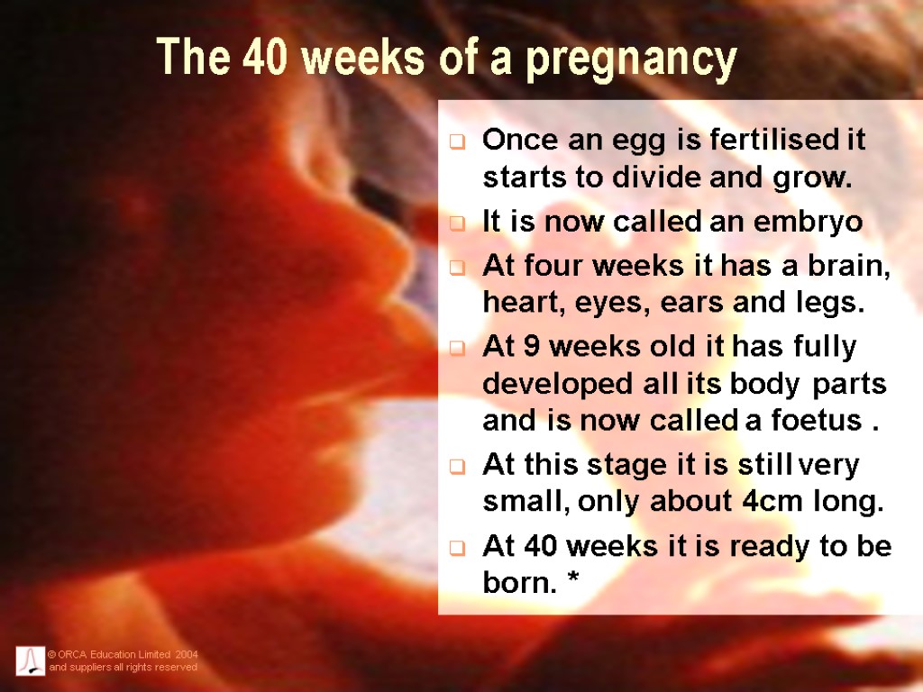 The 40 weeks of a pregnancy Once an egg is fertilised it starts to